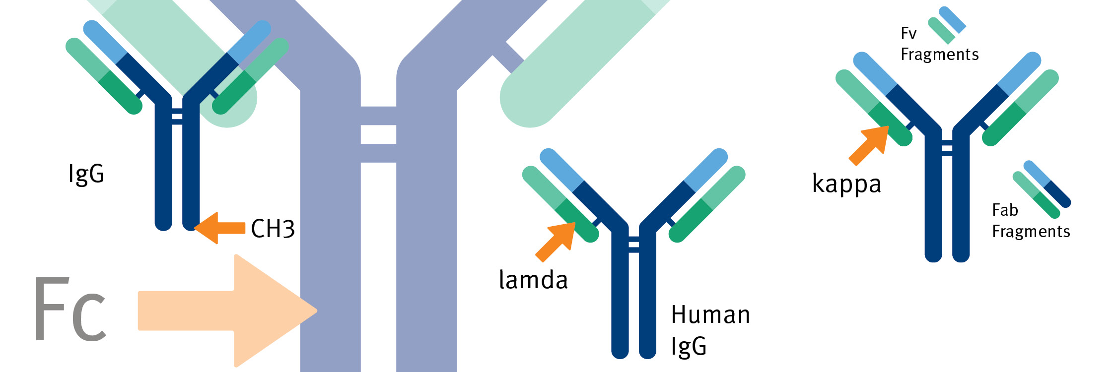 biomark002.472 - Antibody-structure